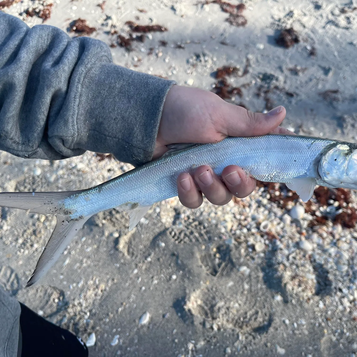 The most recent Ladyfish catches on Fishbrain