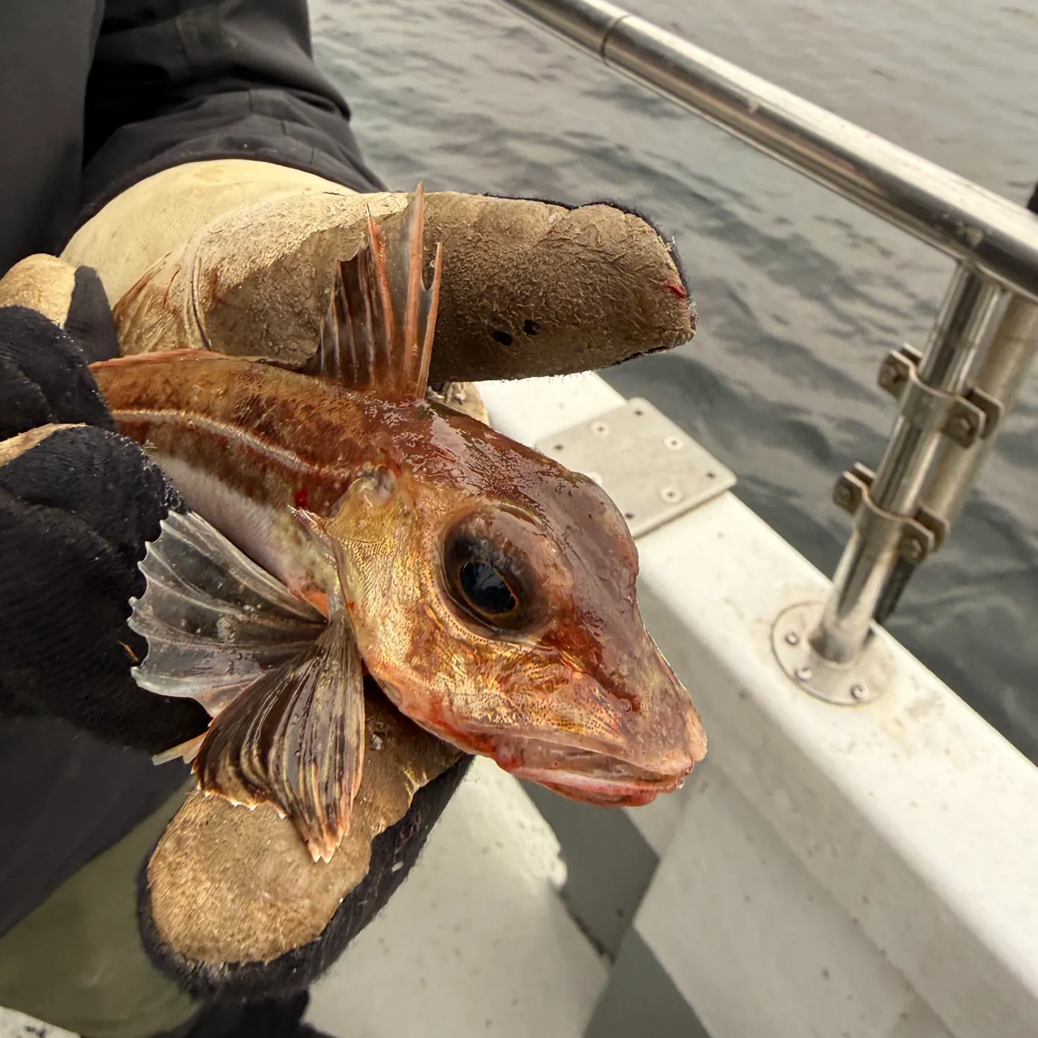 The most recent Grey gurnard catches on Fishbrain