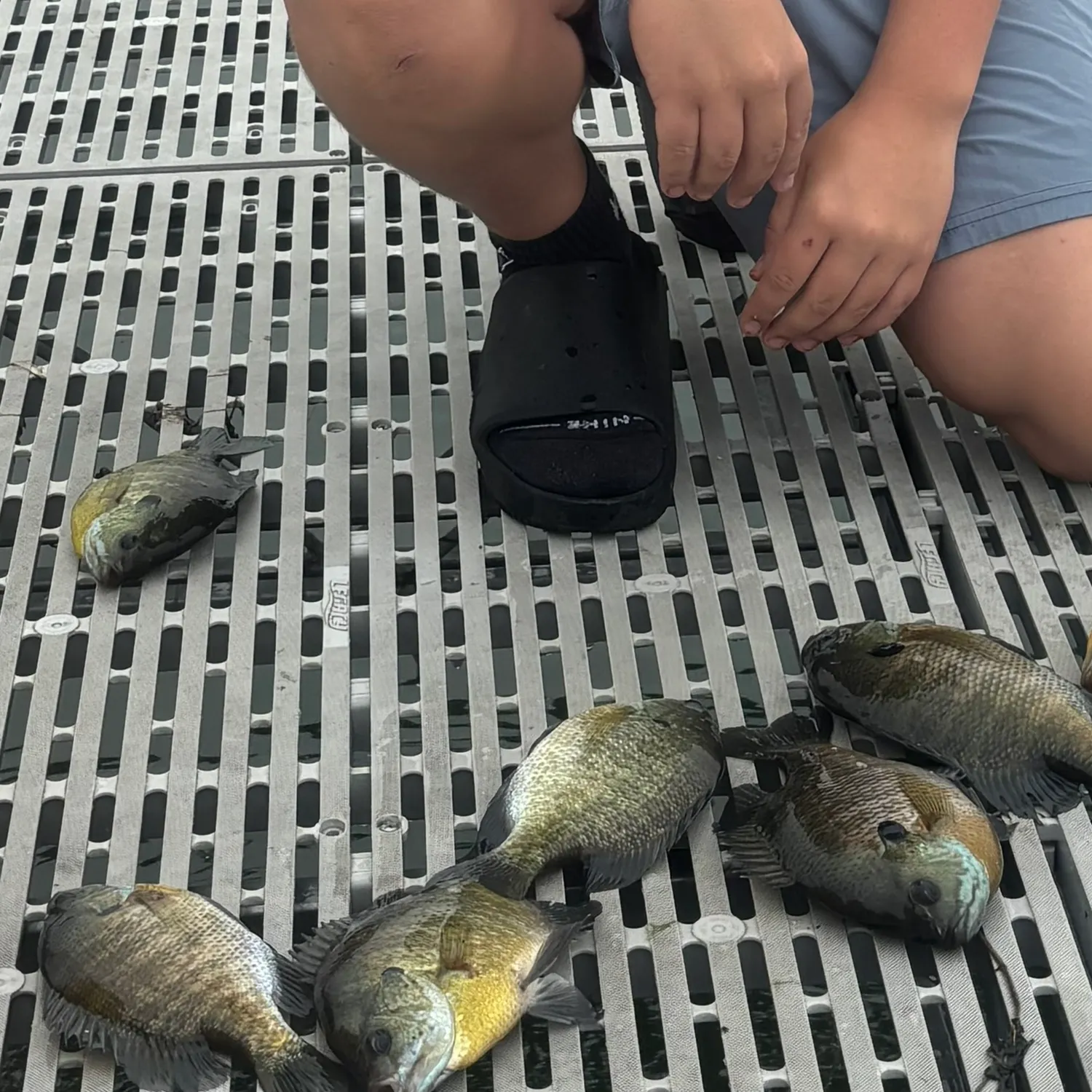 Bluegill caught on Fishbrain