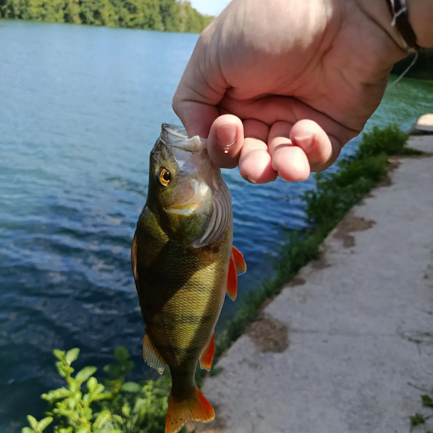 European perch caught on Fishbrain