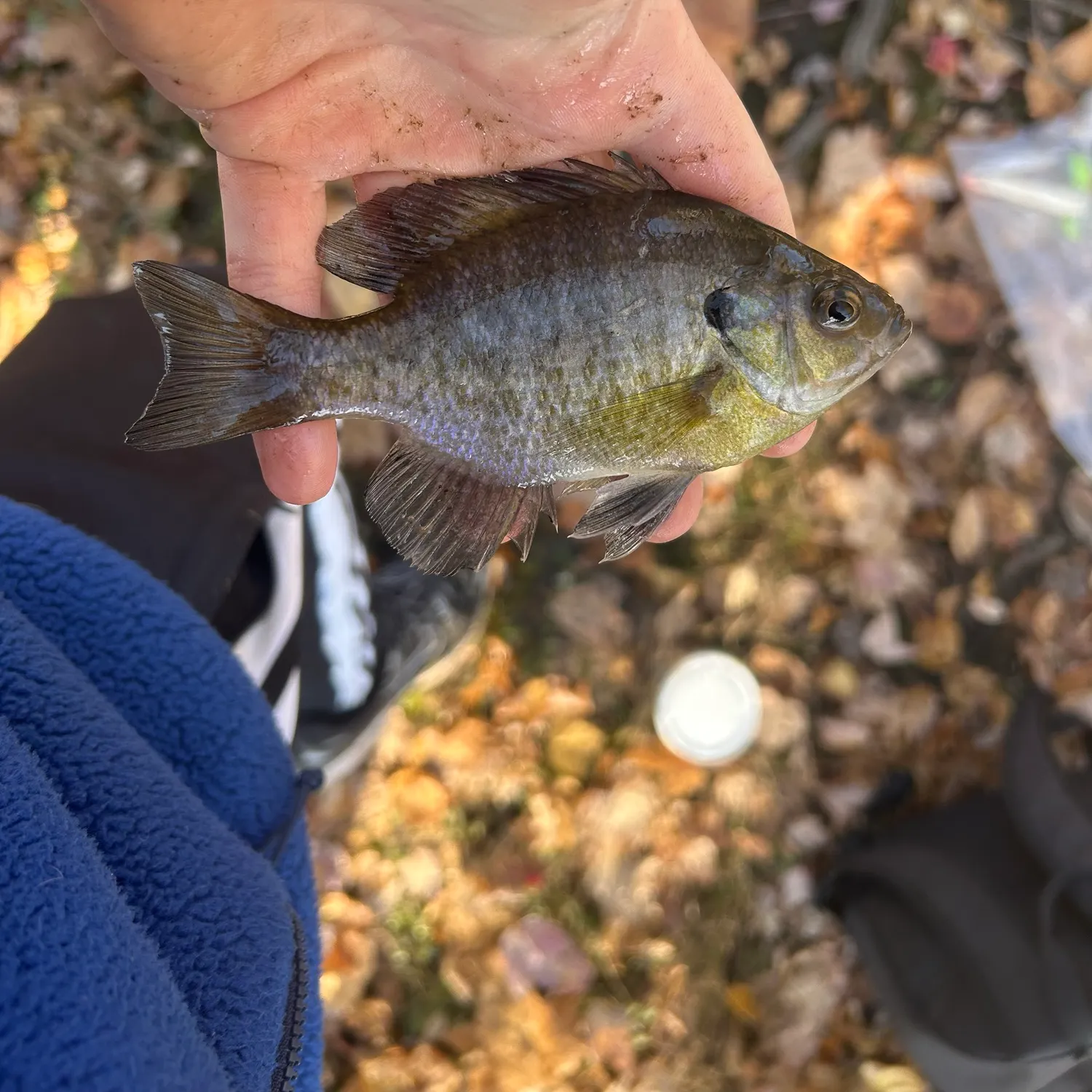 Bluegill caught on Fishbrain