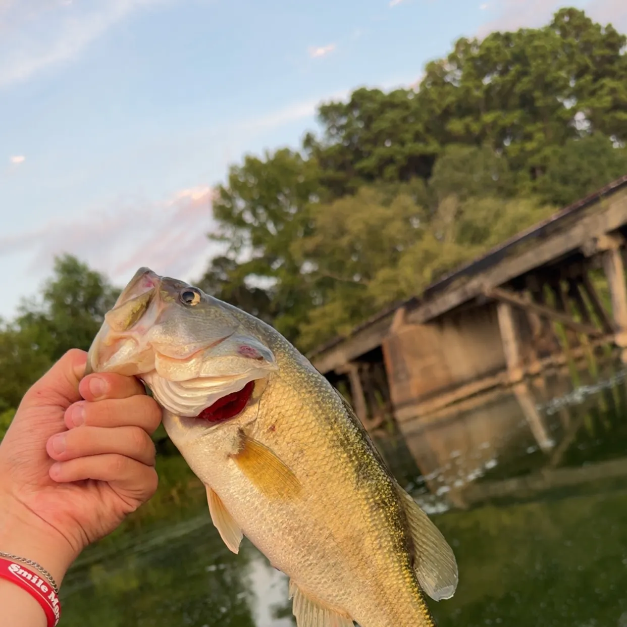 Largemouth bass caught on Fishbrain