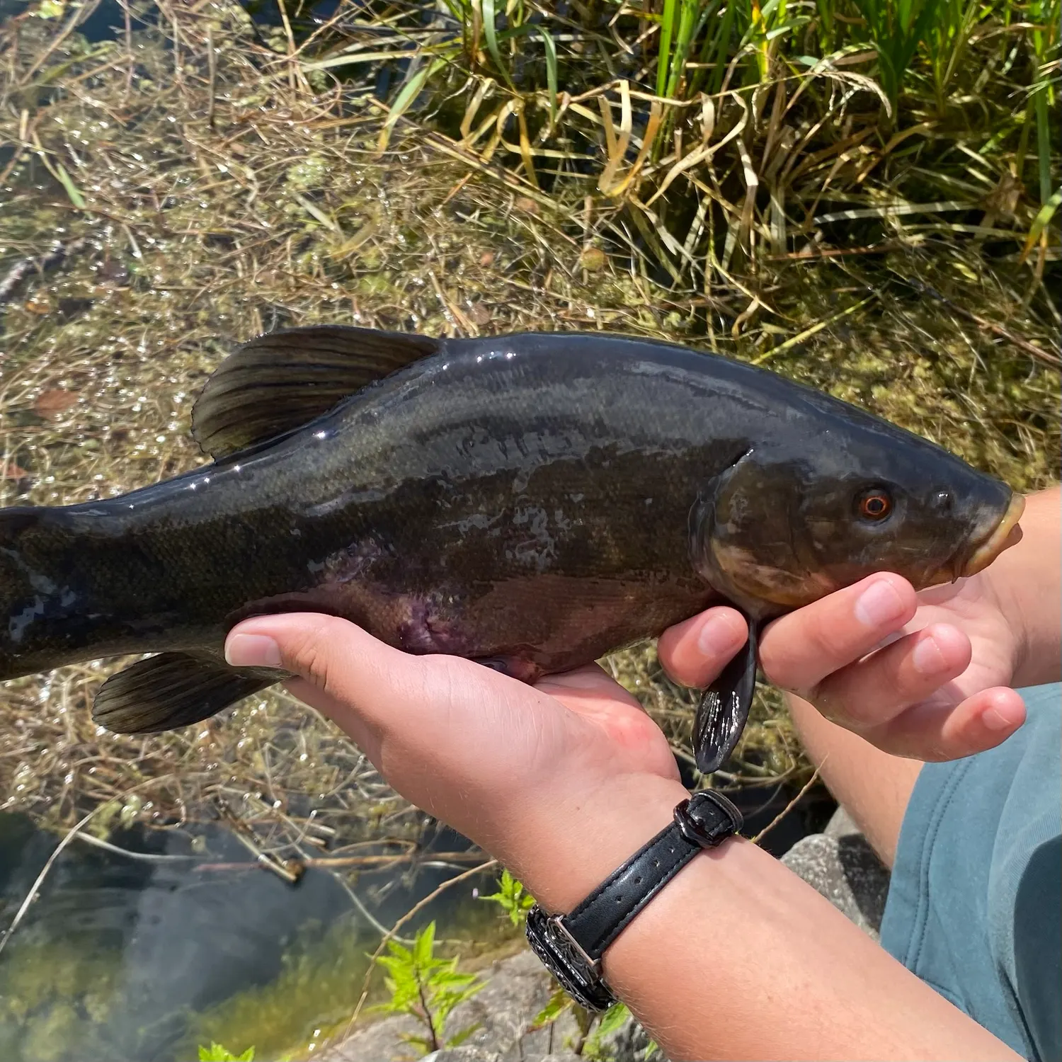 Tench caught on Fishbrain