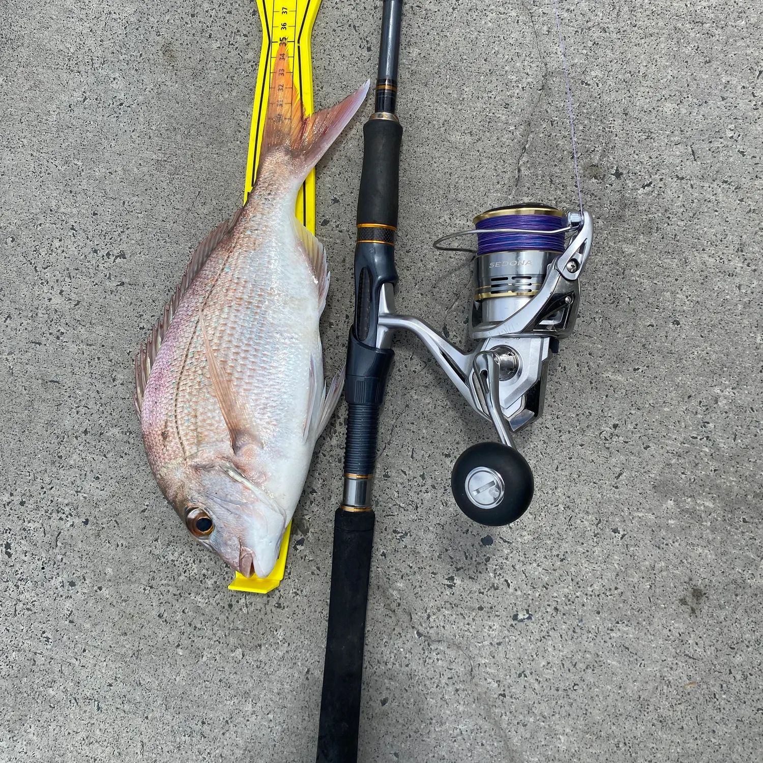 Australasian snapper caught on Fishbrain
