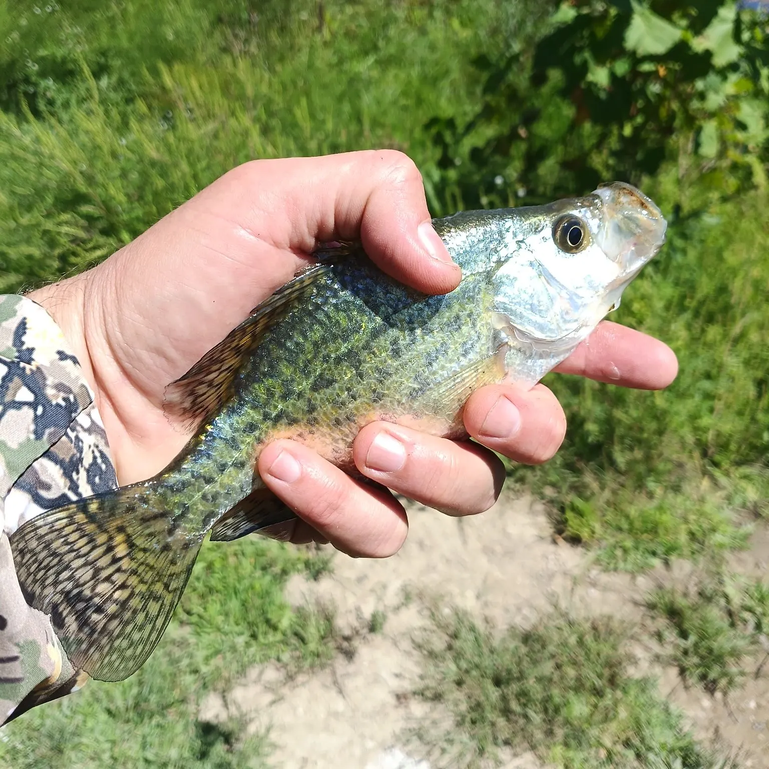 The most recent Magnolia crappie catches on Fishbrain