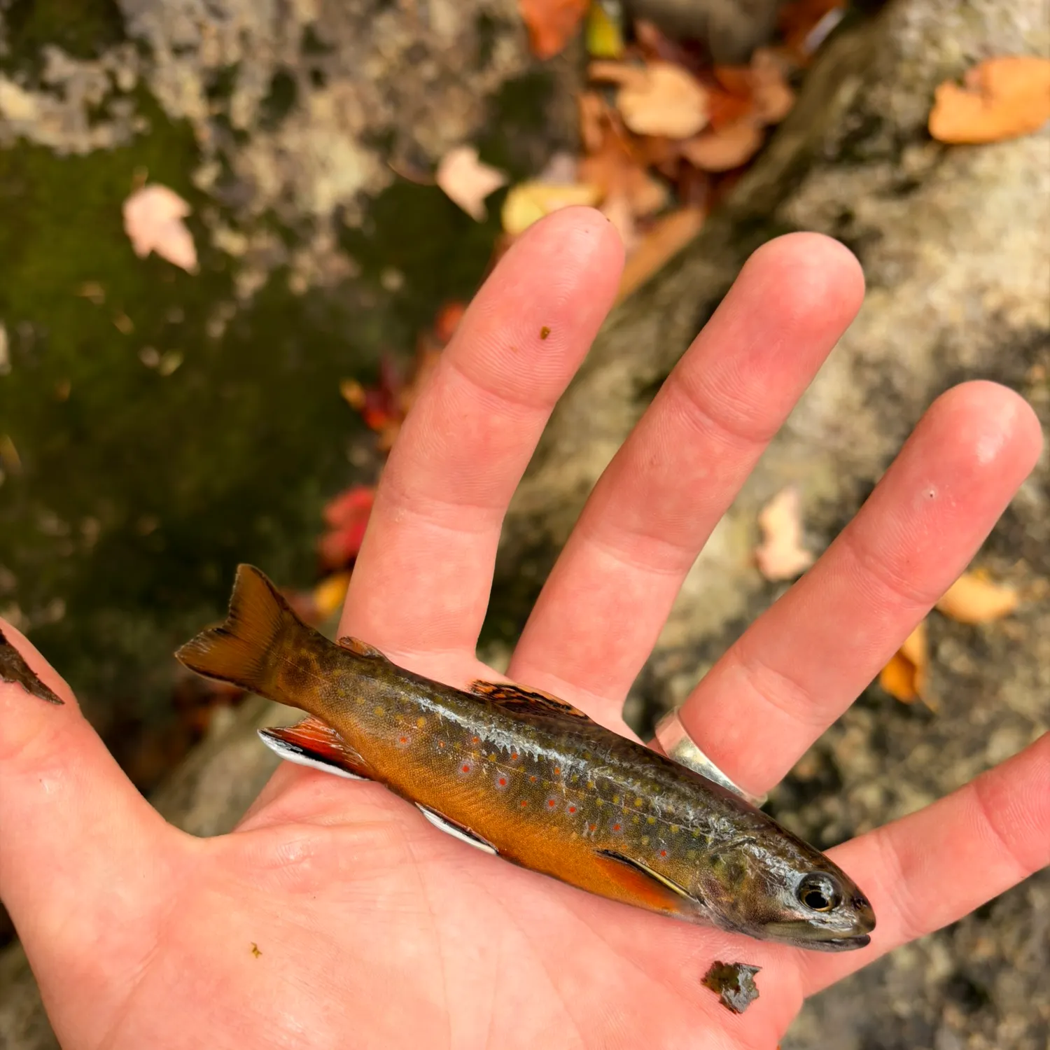 Brook trout caught on Fishbrain