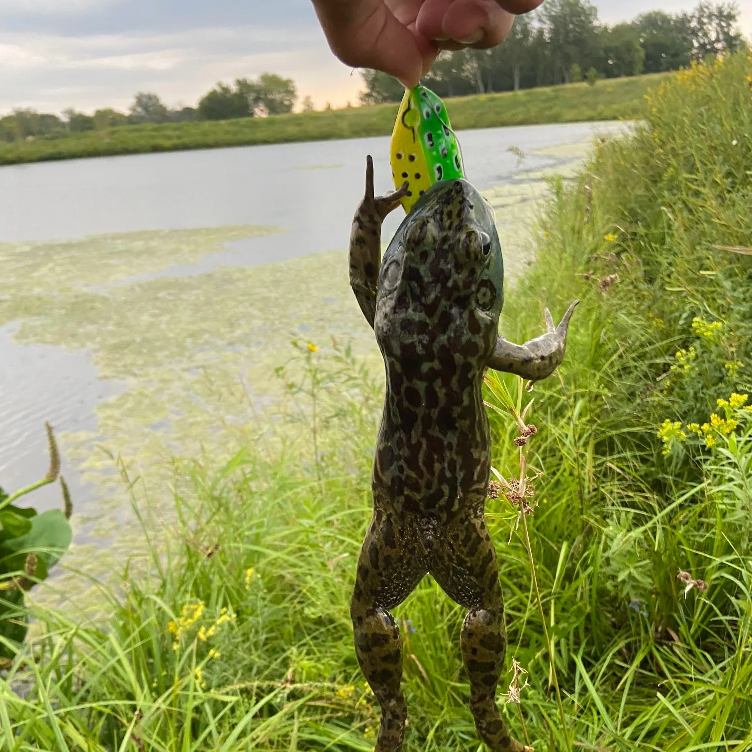 The most recent American bullfrog catches on Fishbrain