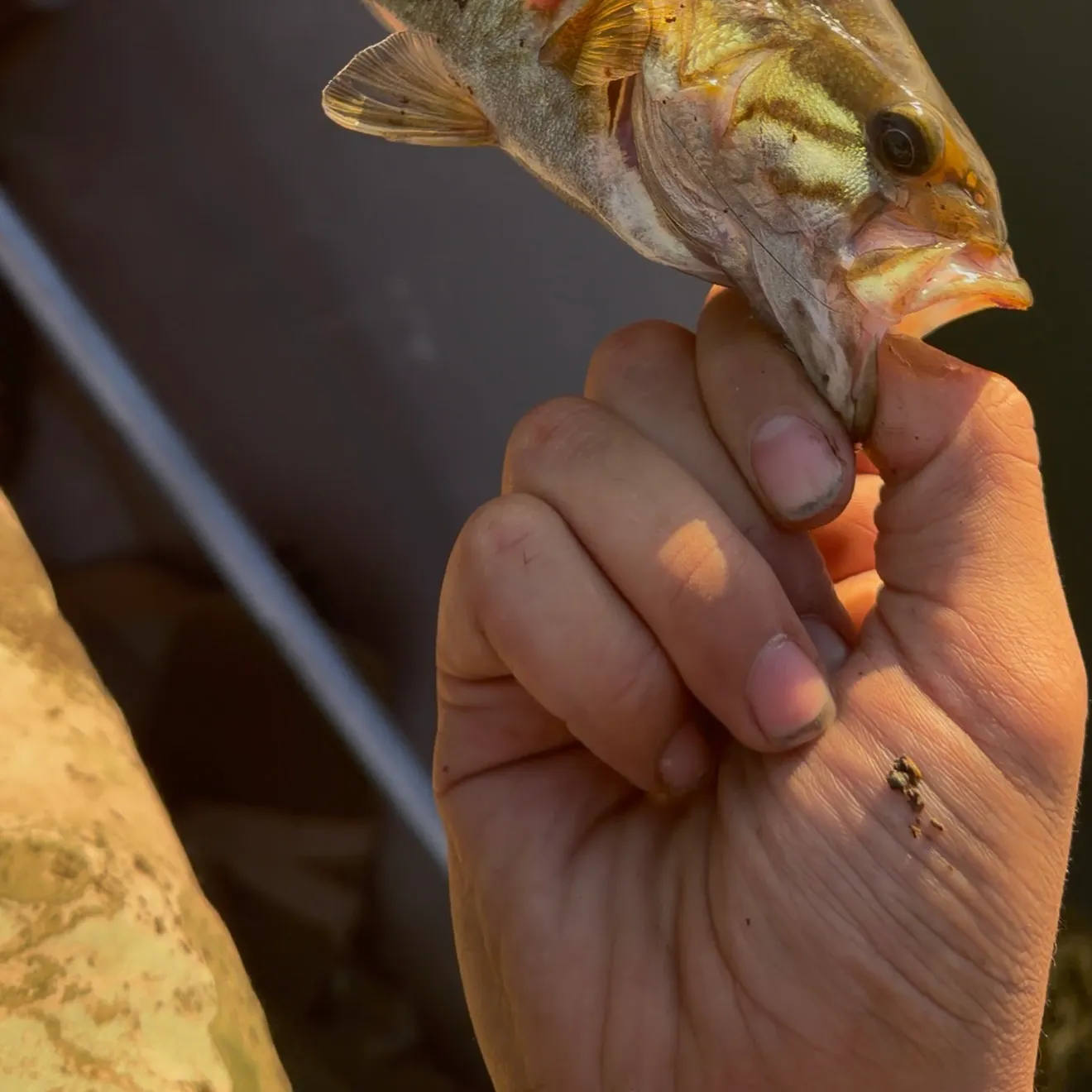 Smallmouth bass caught on Fishbrain