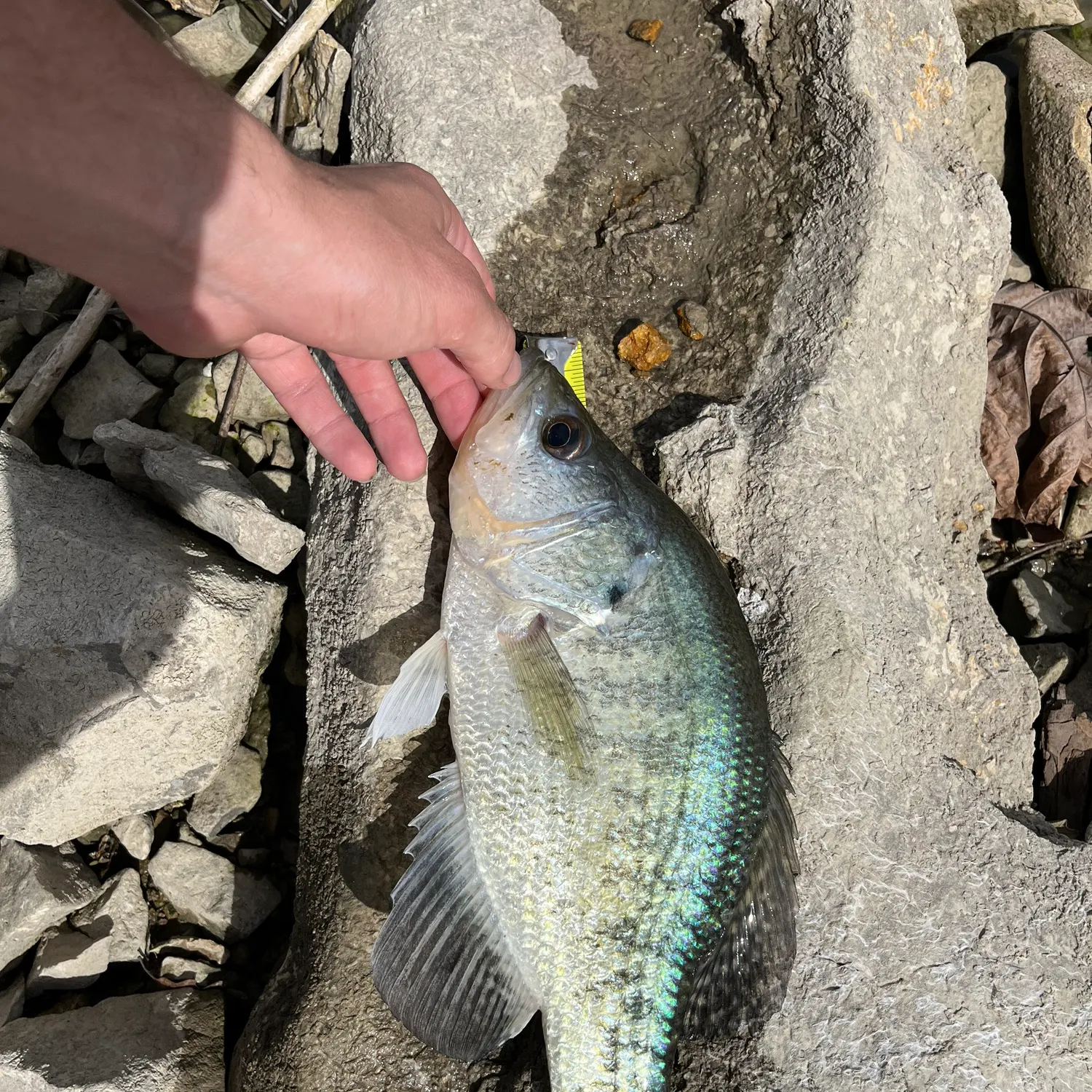 angler catch