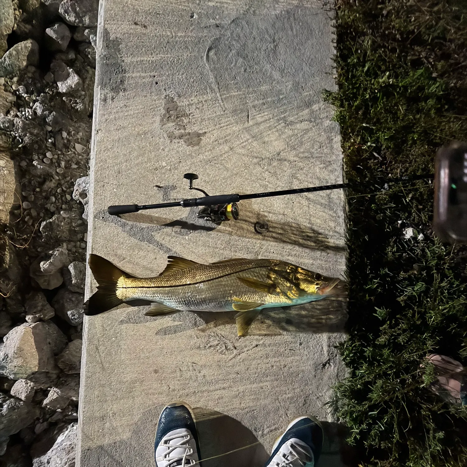 Fish caught on Fishbrain