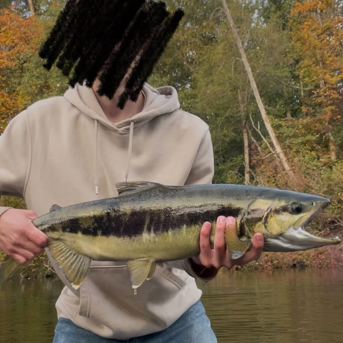 Chum salmon caught on Fishbrain