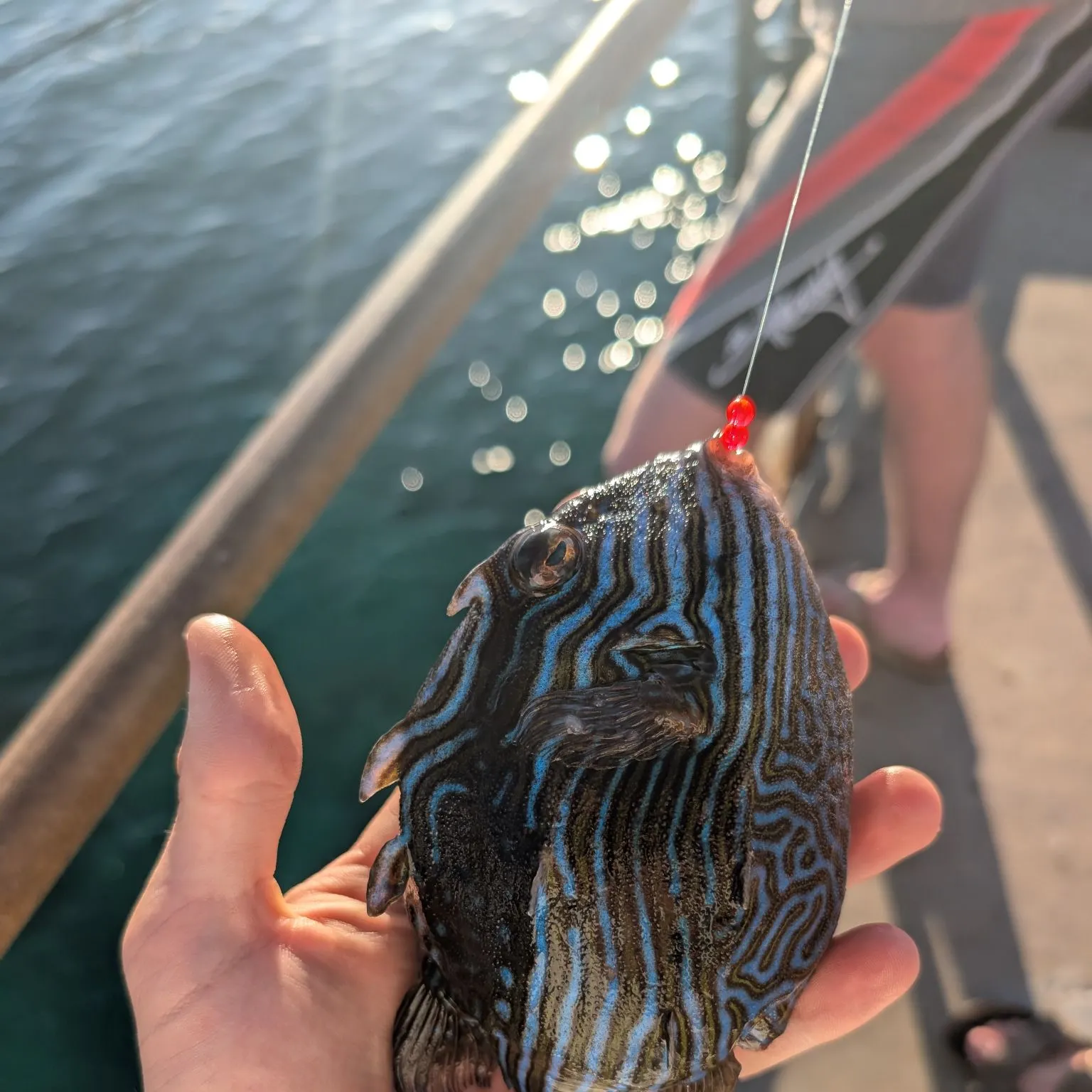 Ornate cowfish caught on Fishbrain