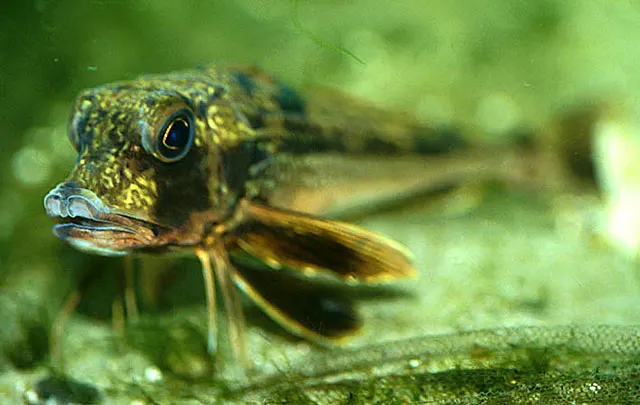 Grey gurnard