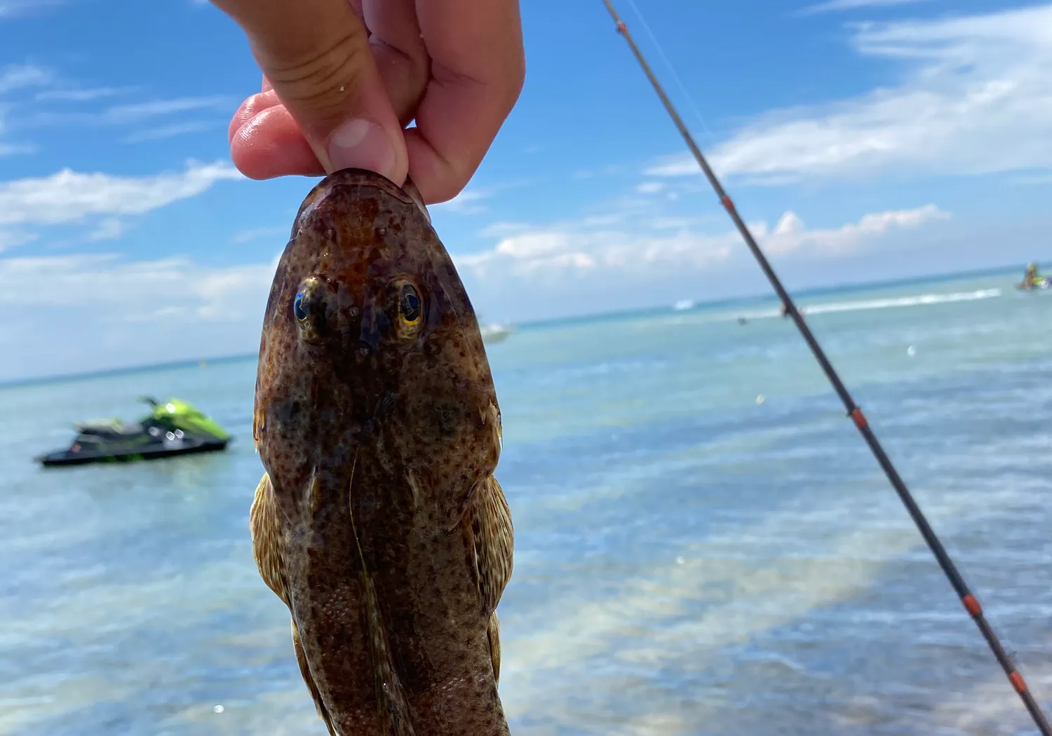 Blue-spotted flathead