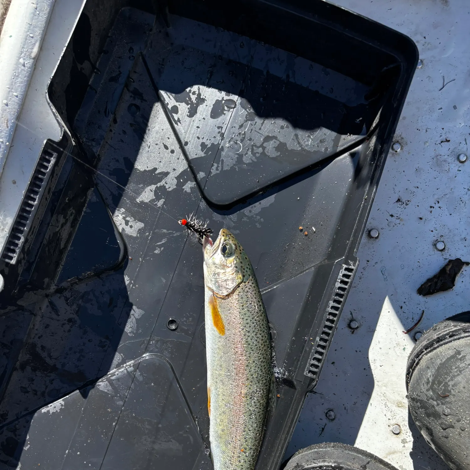 Rainbow trout caught on Fishbrain