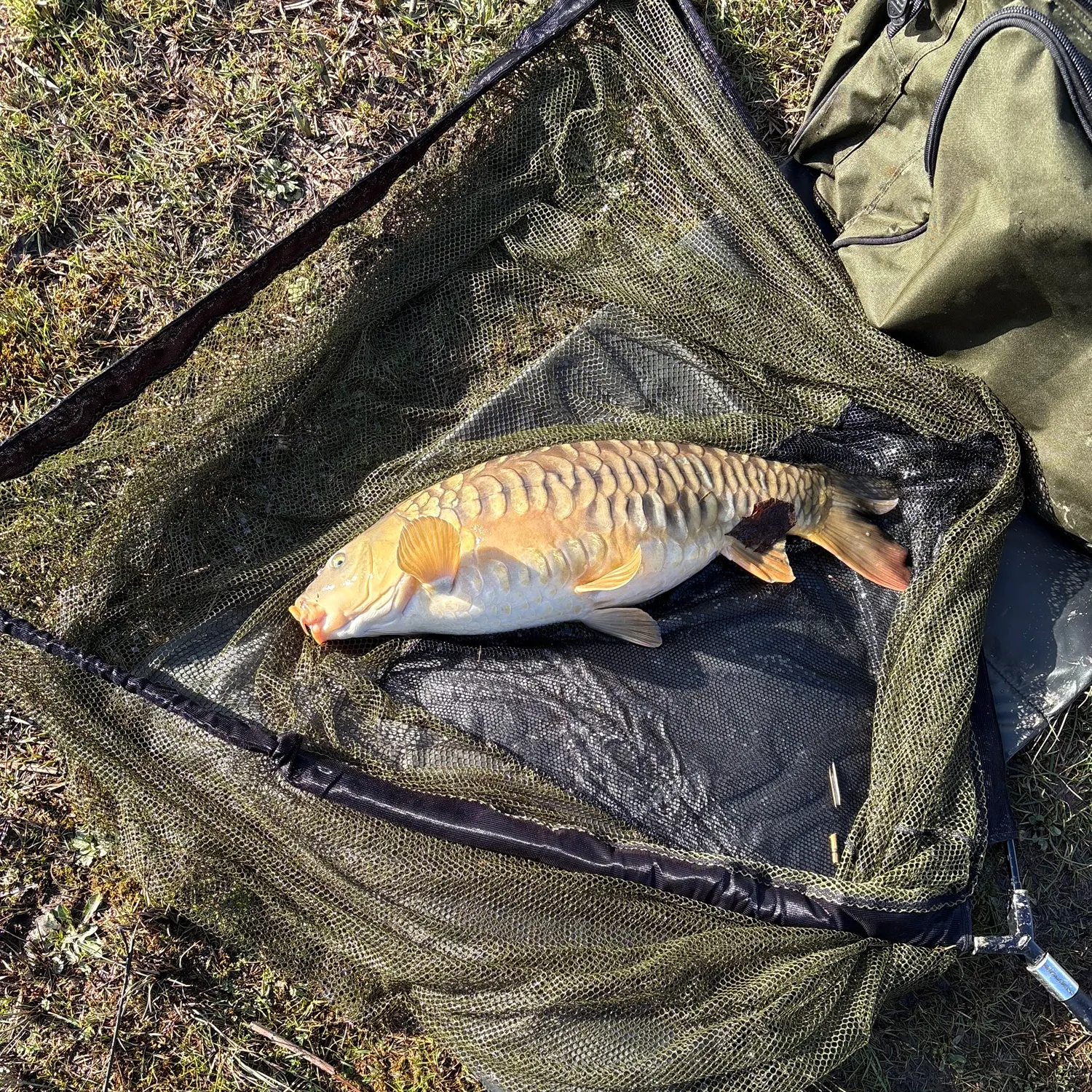 The most recent Mirror carp catches on Fishbrain