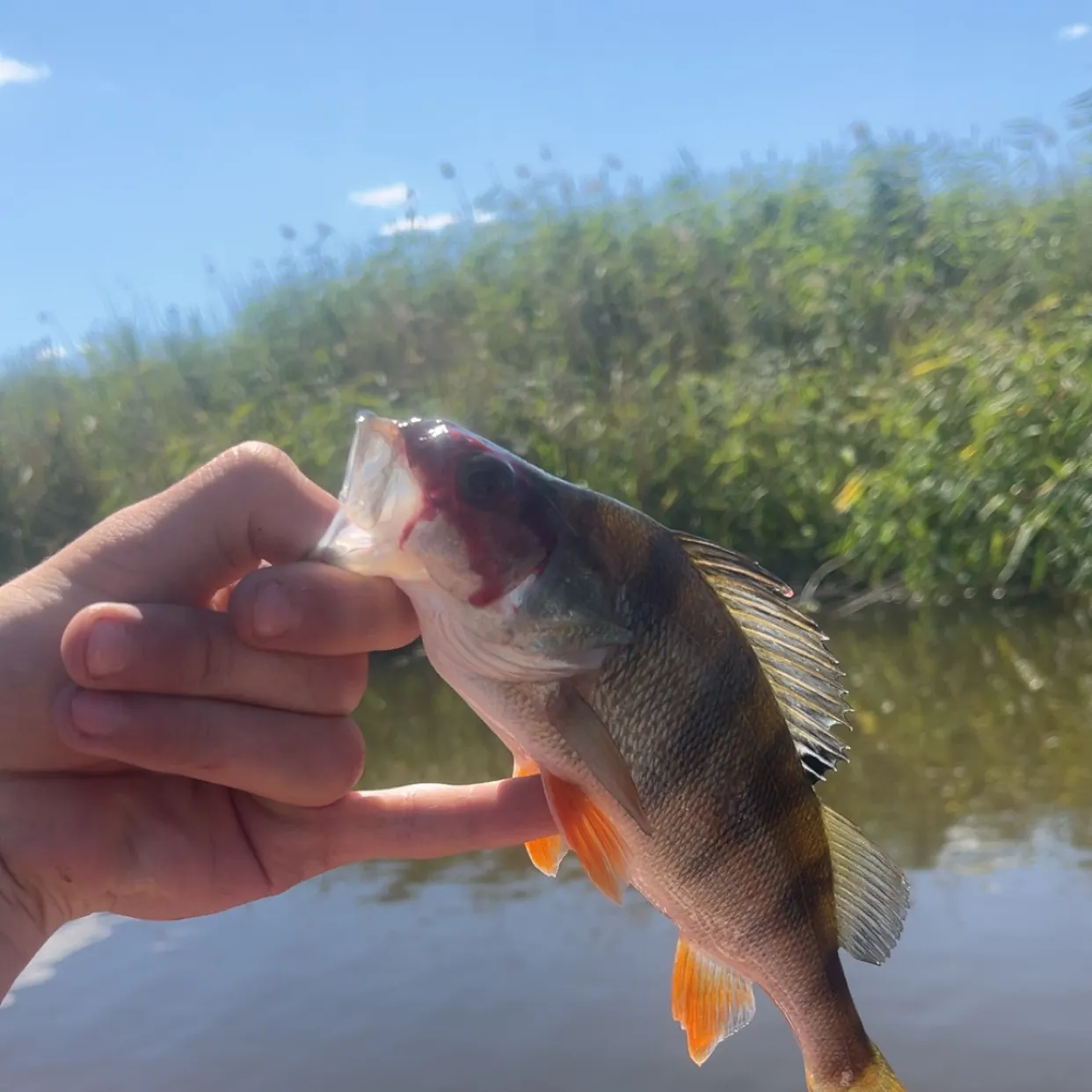 European perch caught on Fishbrain