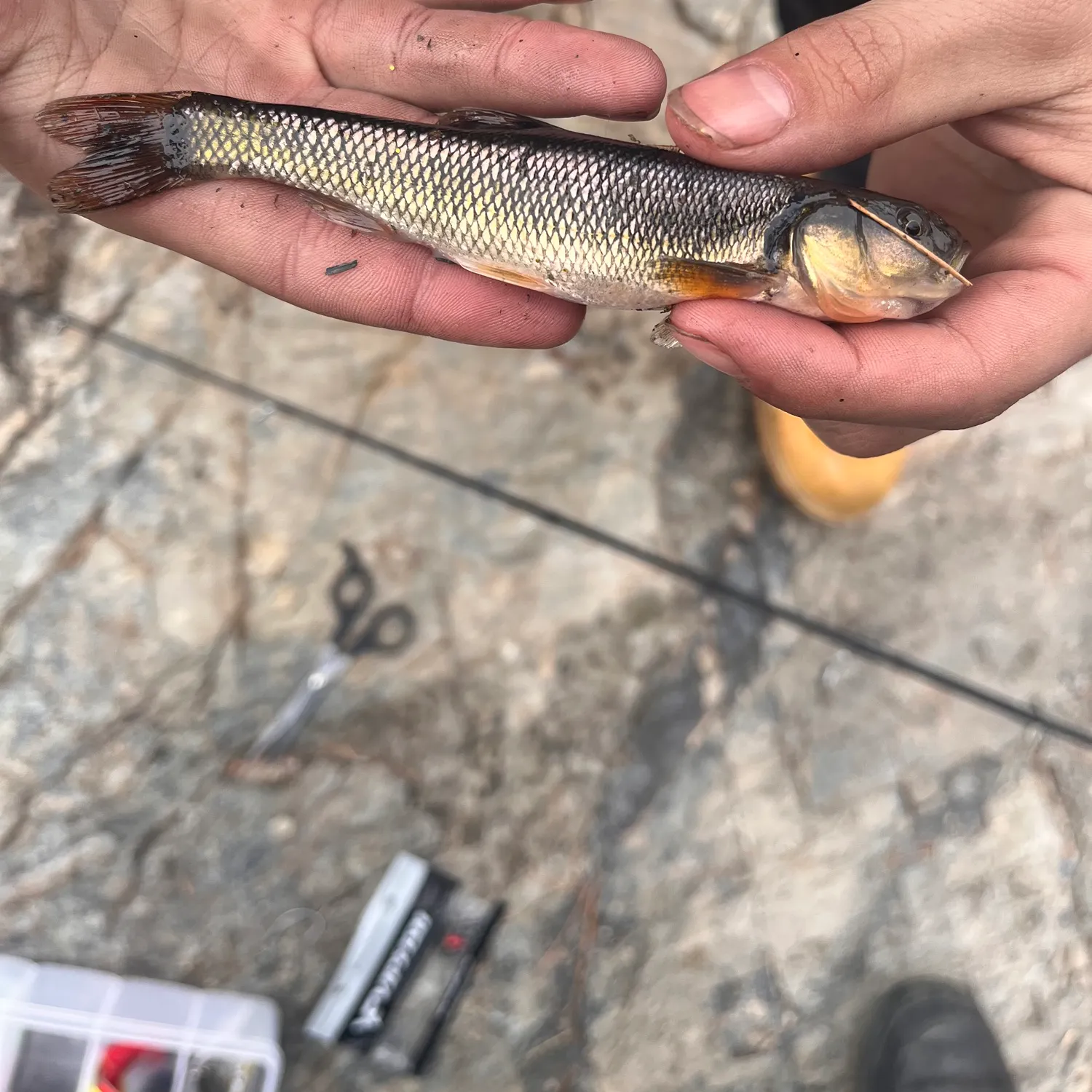 The most recent Hornyhead chub catches on Fishbrain