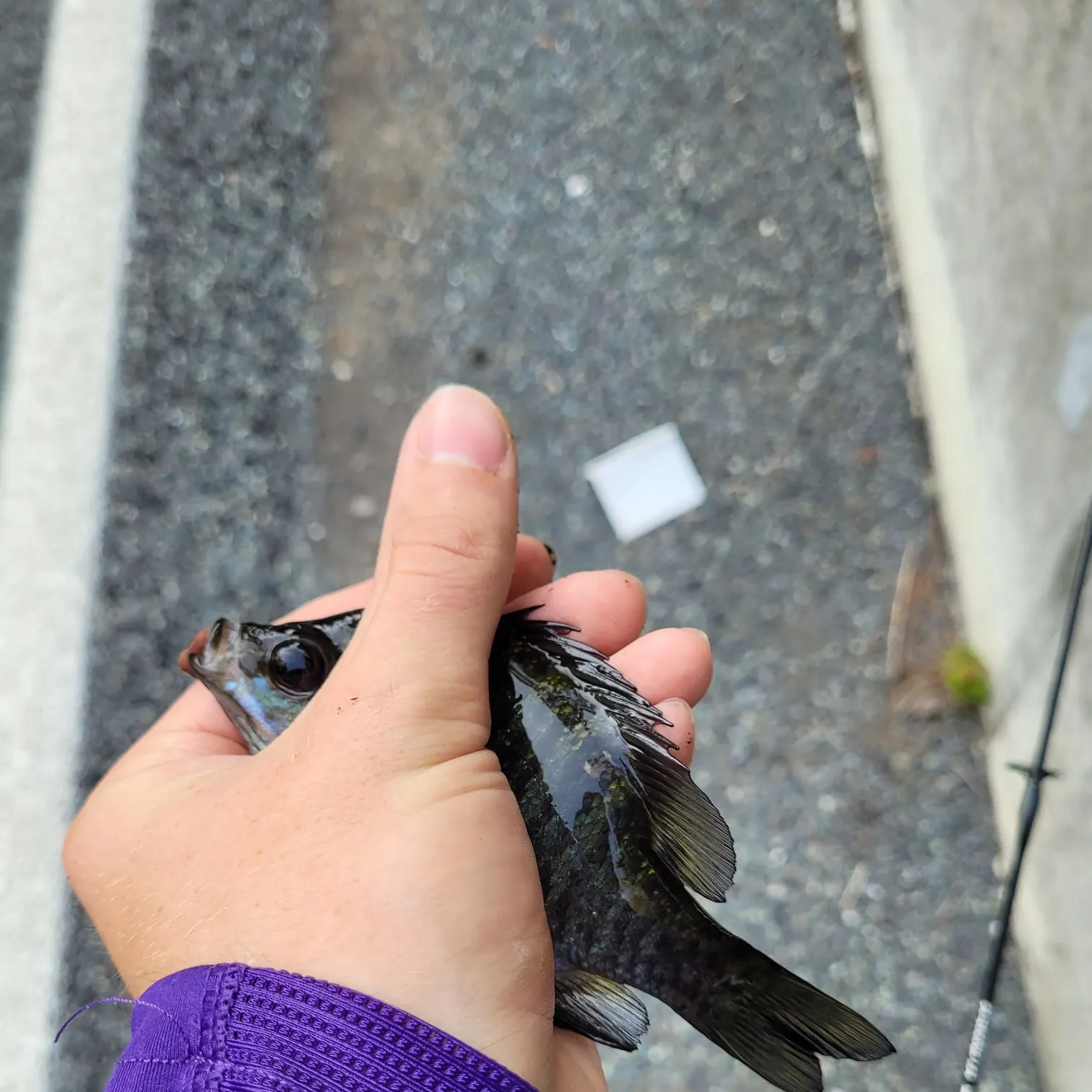 Bluegill caught on Fishbrain