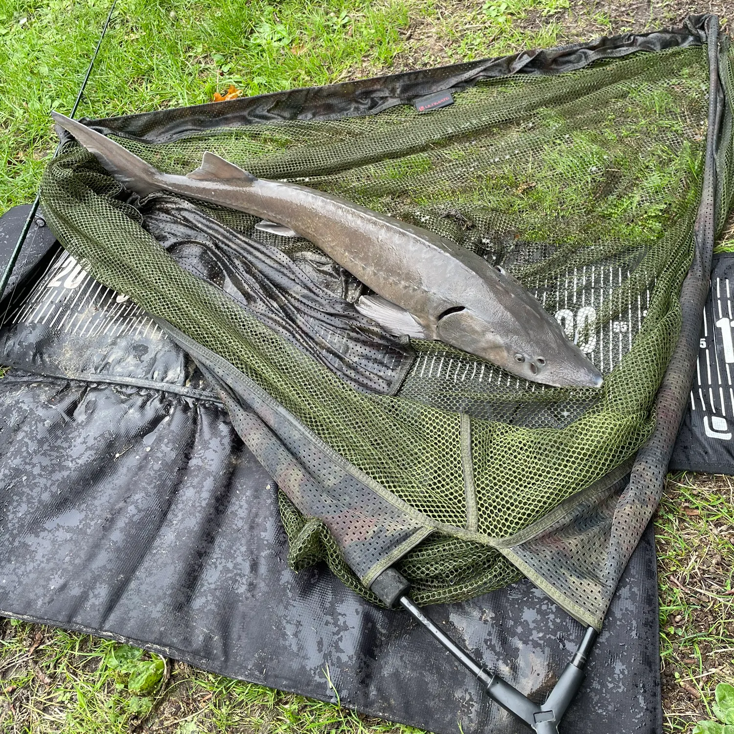 Siberian sturgeon caught on Fishbrain