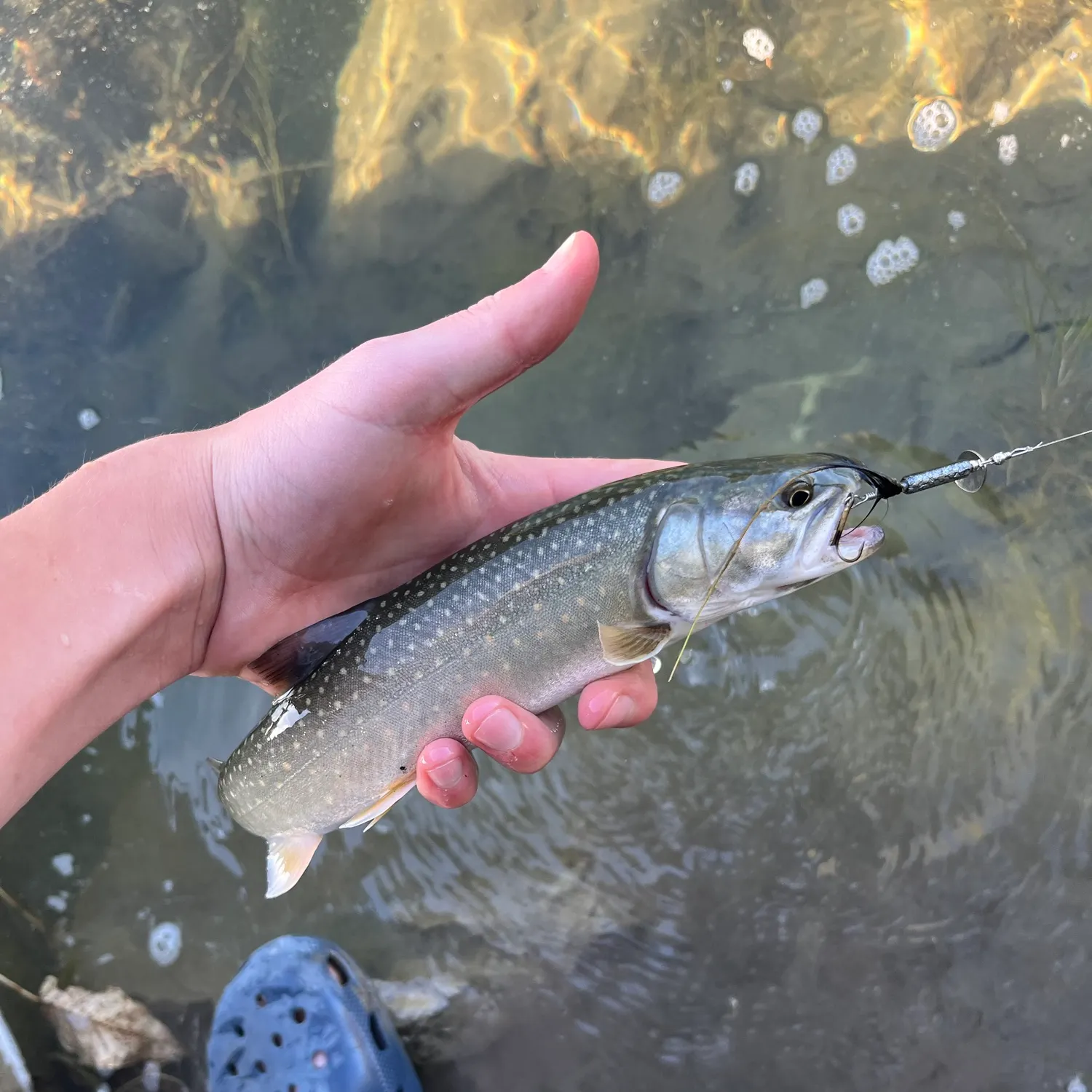 The most recent Bull trout catches on Fishbrain
