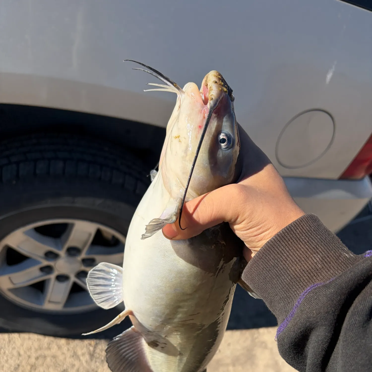 Channel catfish caught on Fishbrain