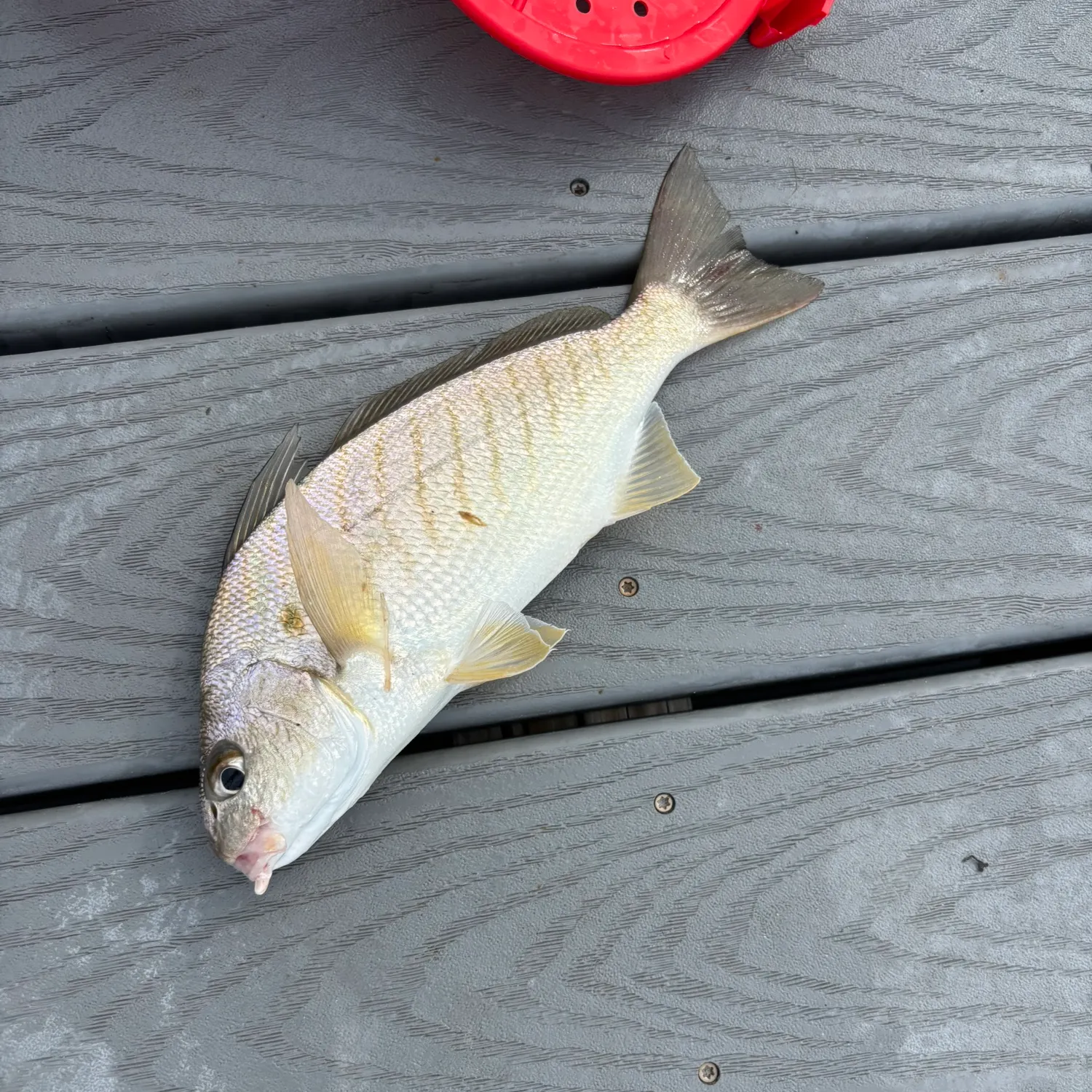 The most recent Spot croaker catches on Fishbrain