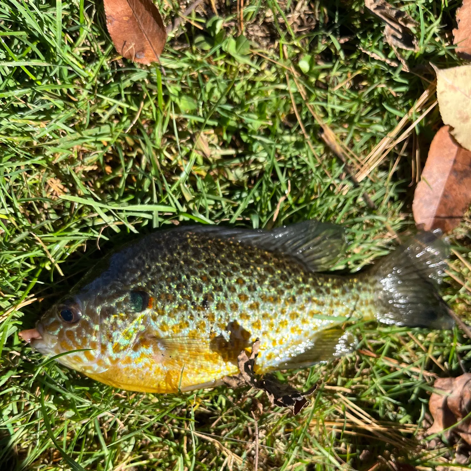 Pumpkinseed caught on Fishbrain