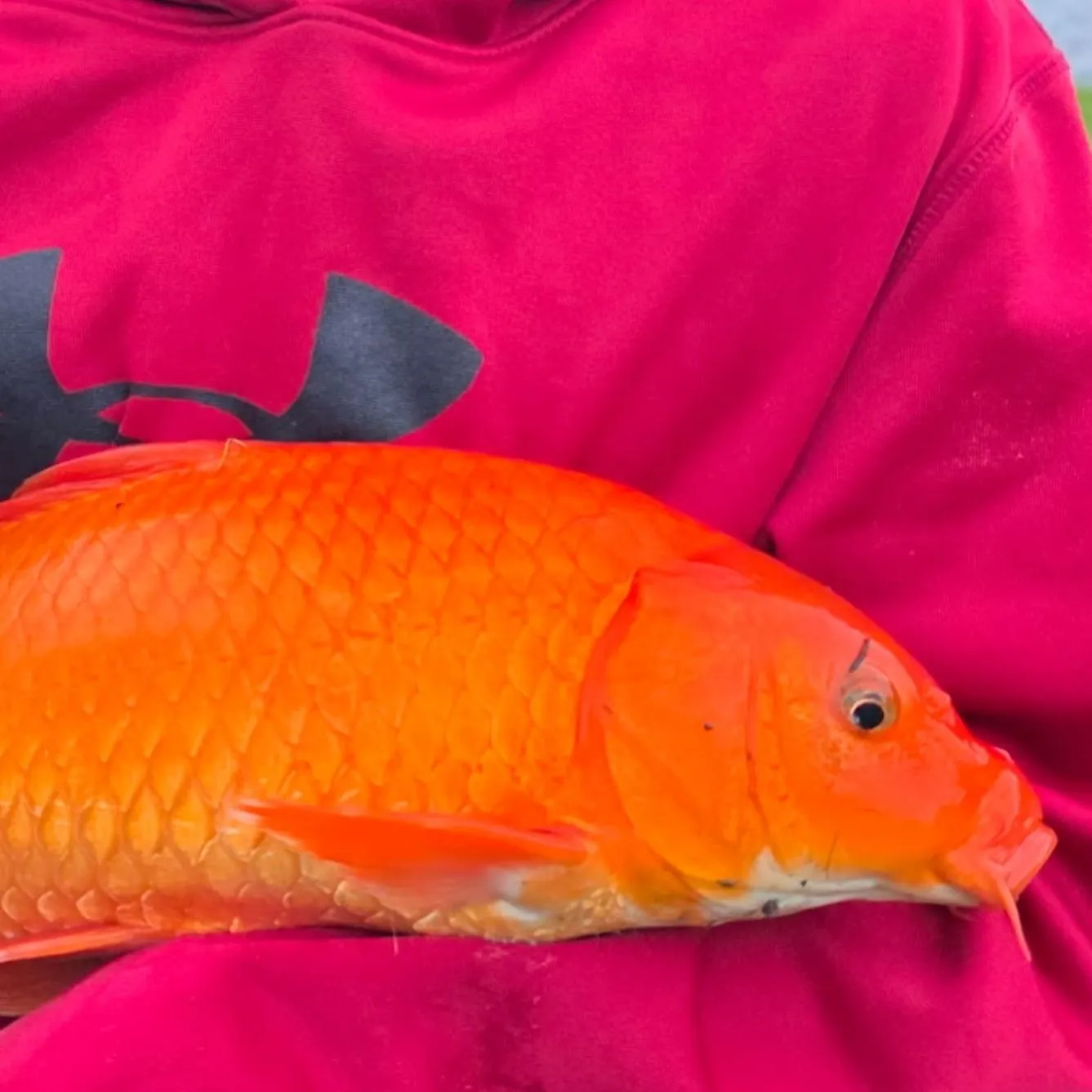 Fish caught on Fishbrain