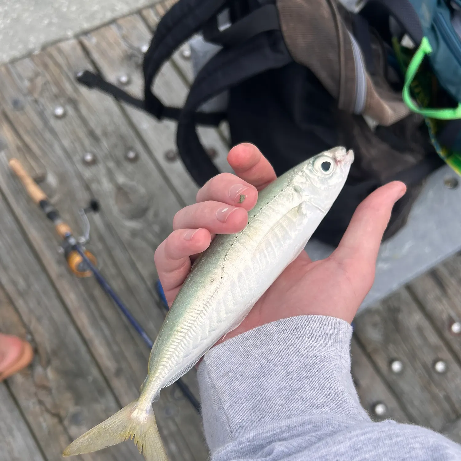 The most recent Round Scad catches on Fishbrain