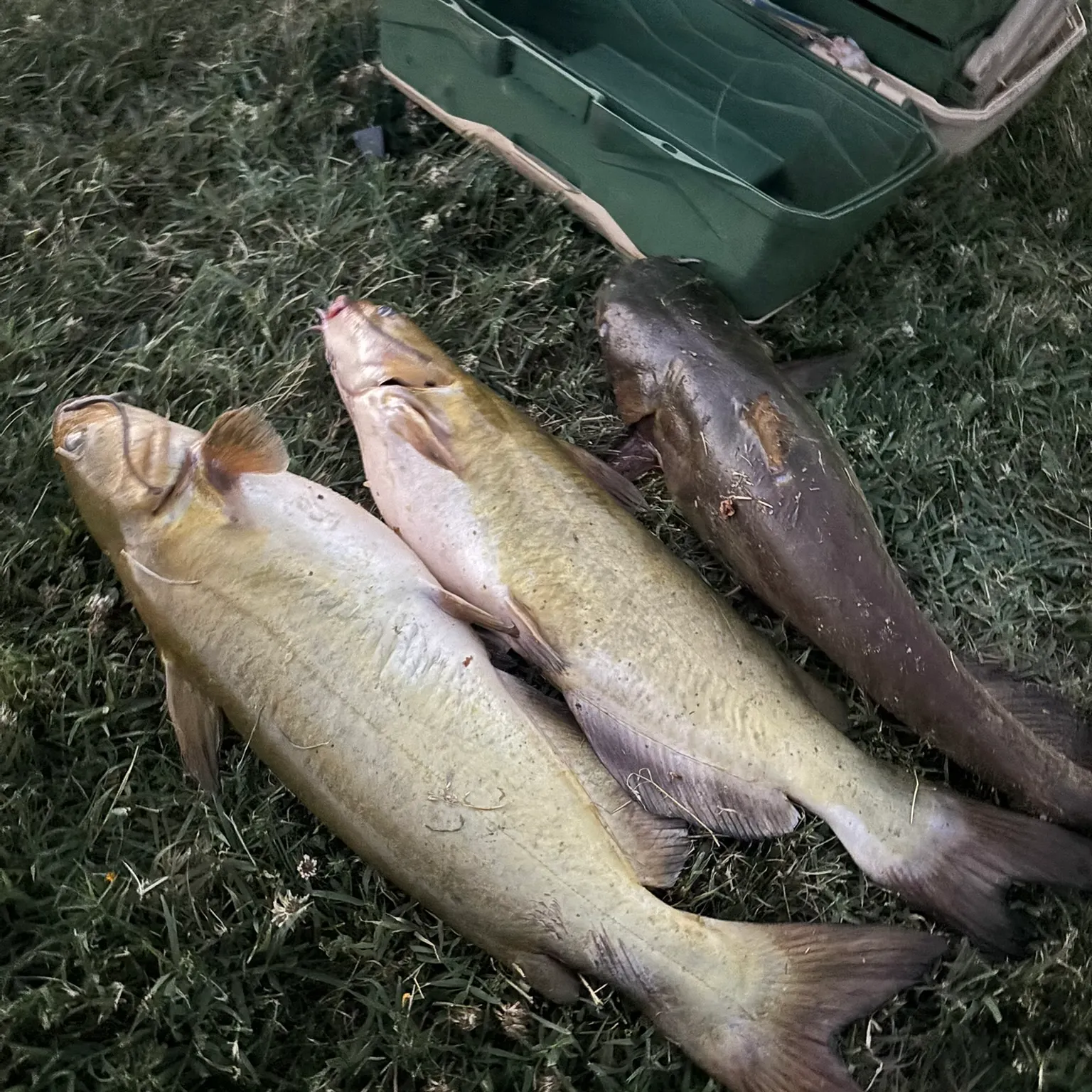 The most recent Amur catfish catches on Fishbrain
