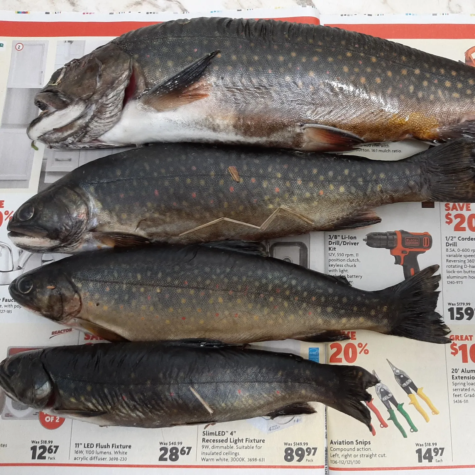 recently logged catches