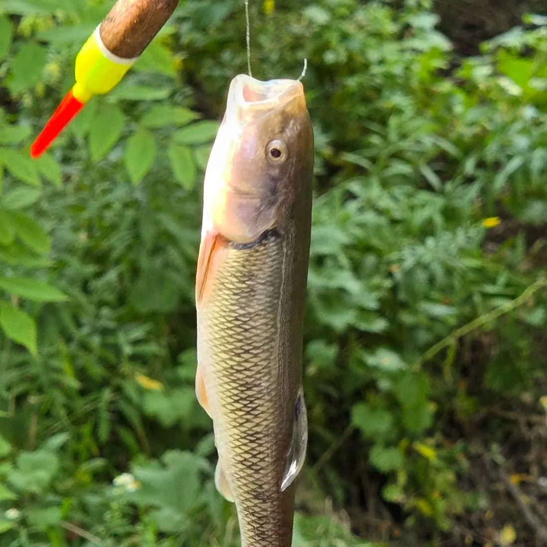 Creek chub caught on Fishbrain