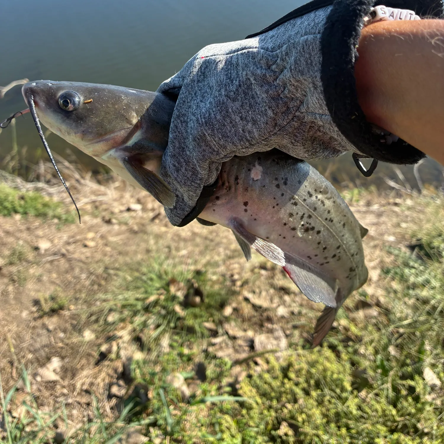 Channel catfish caught on Fishbrain