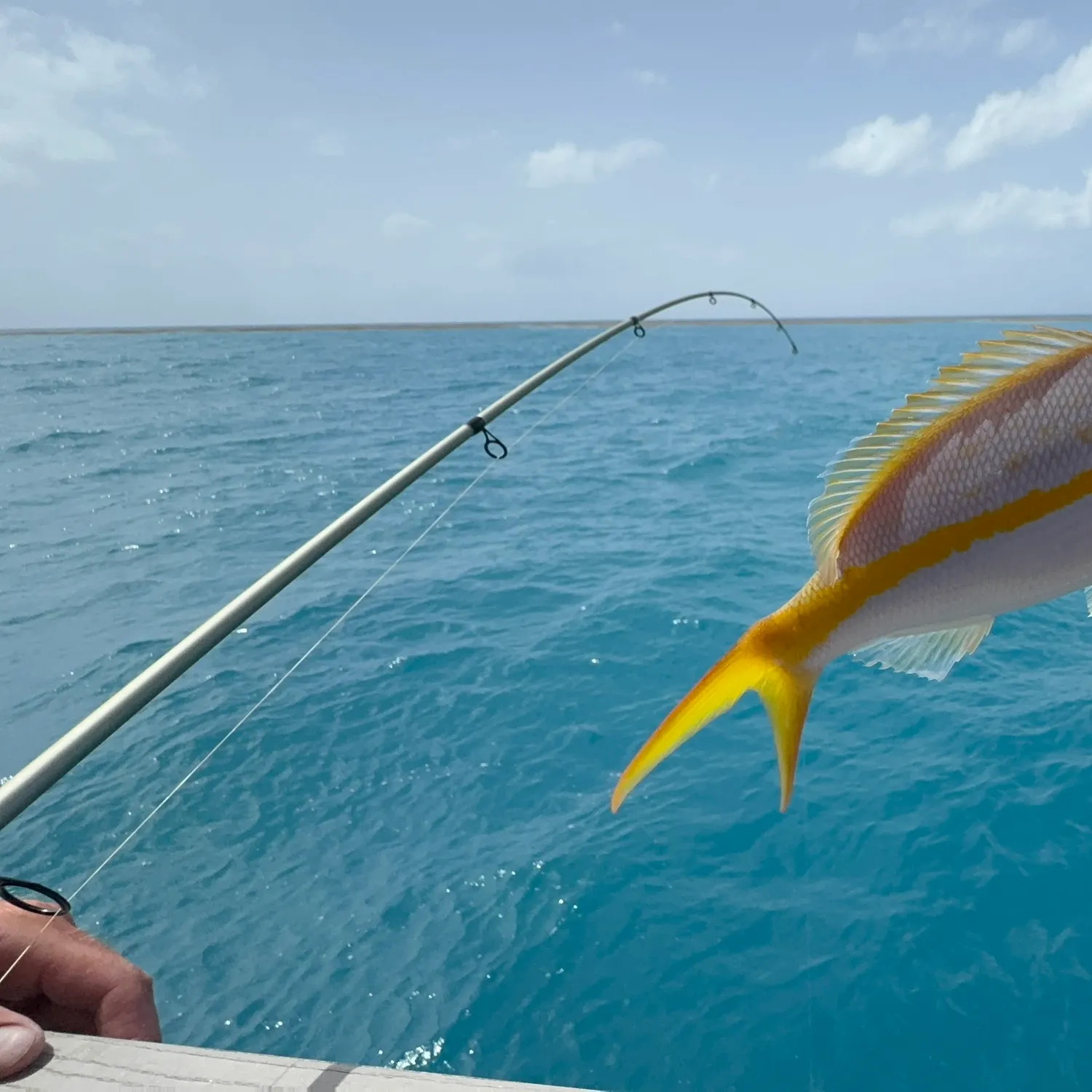 The most recent Yellowtail snapper catches on Fishbrain