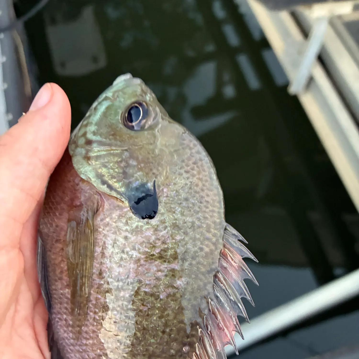 Bluegill caught on Fishbrain