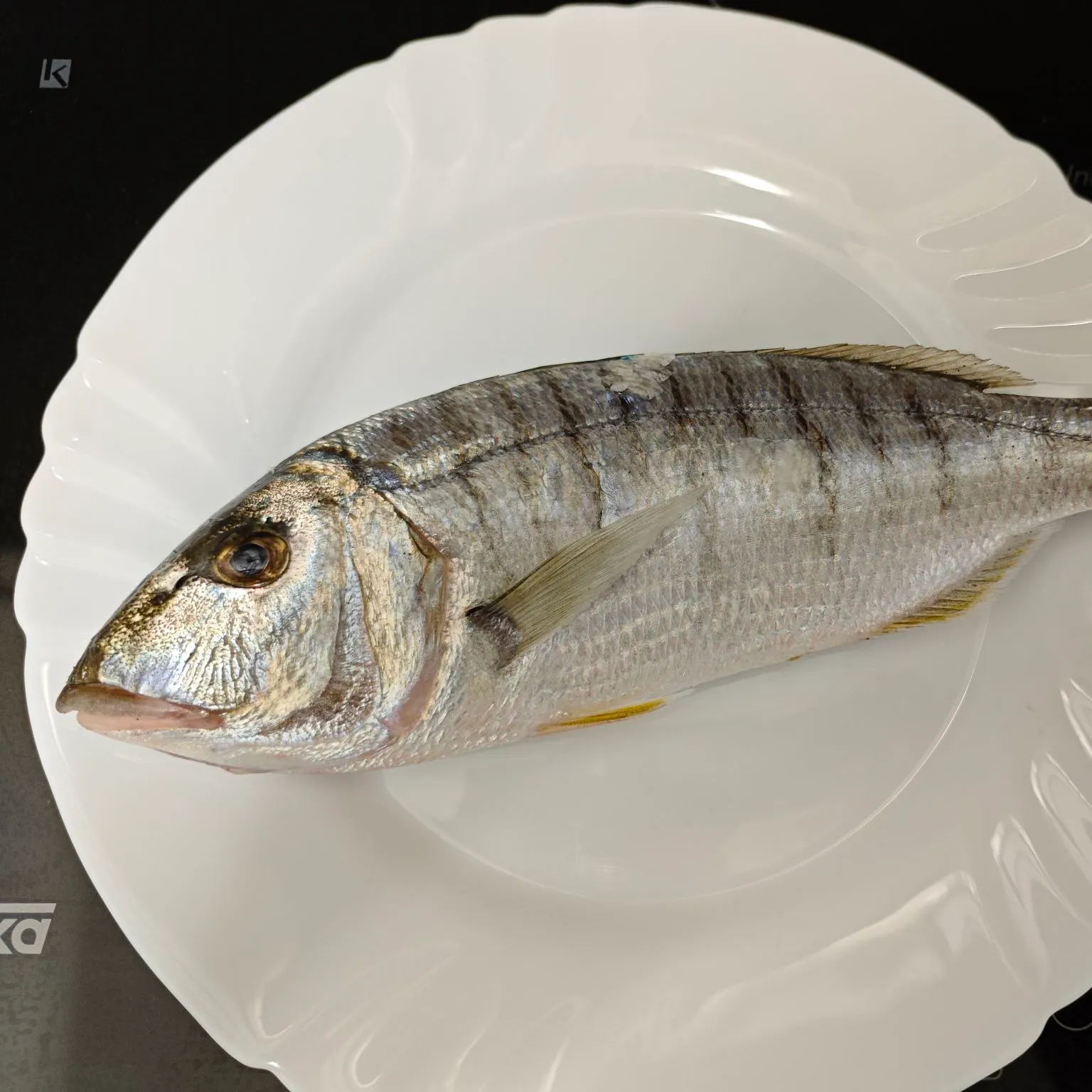 The most recent West coast seabream catches on Fishbrain