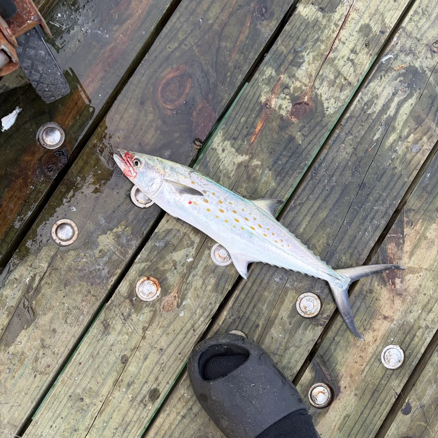 Spanish mackerel caught on Fishbrain