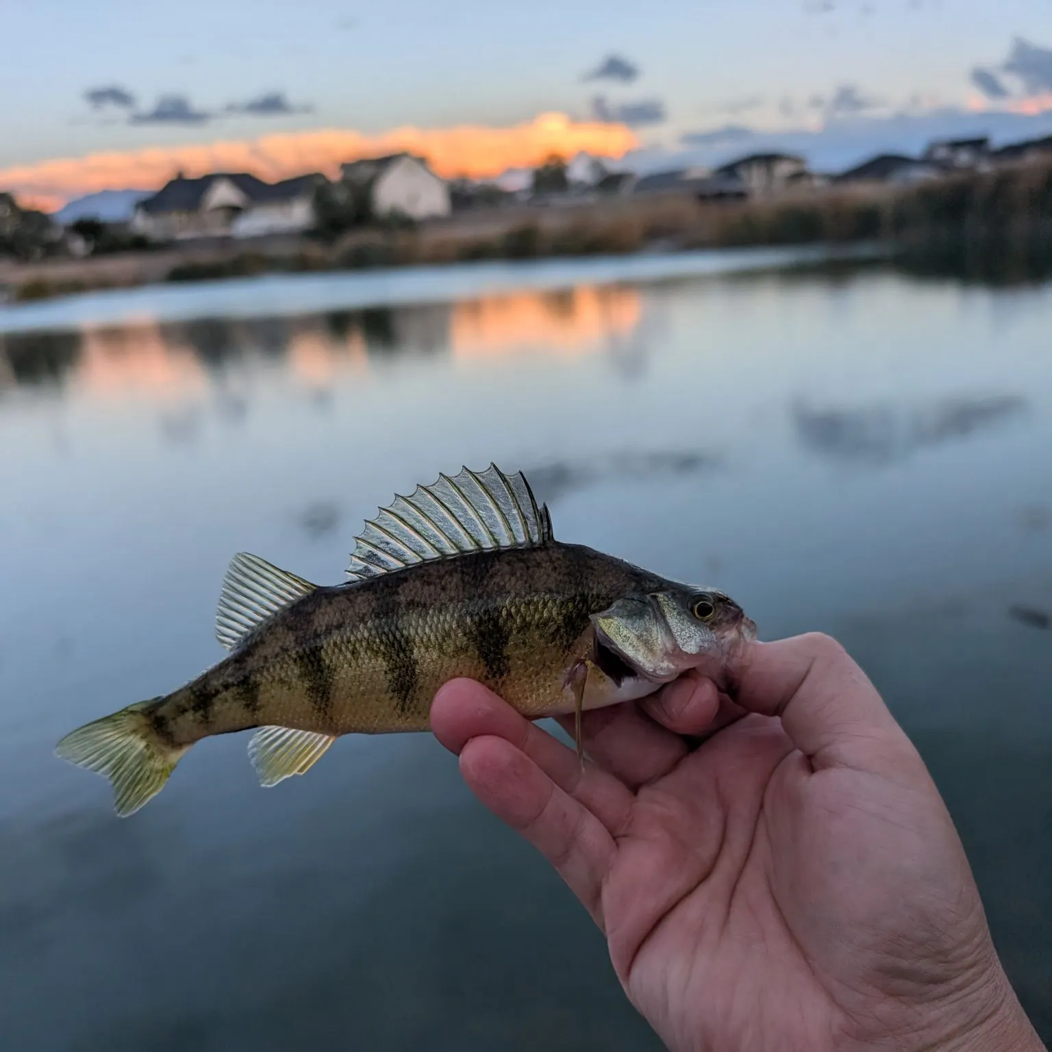Yellow perch caught on Fishbrain