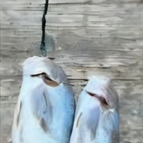 The most recent Southern kingcroaker catches on Fishbrain