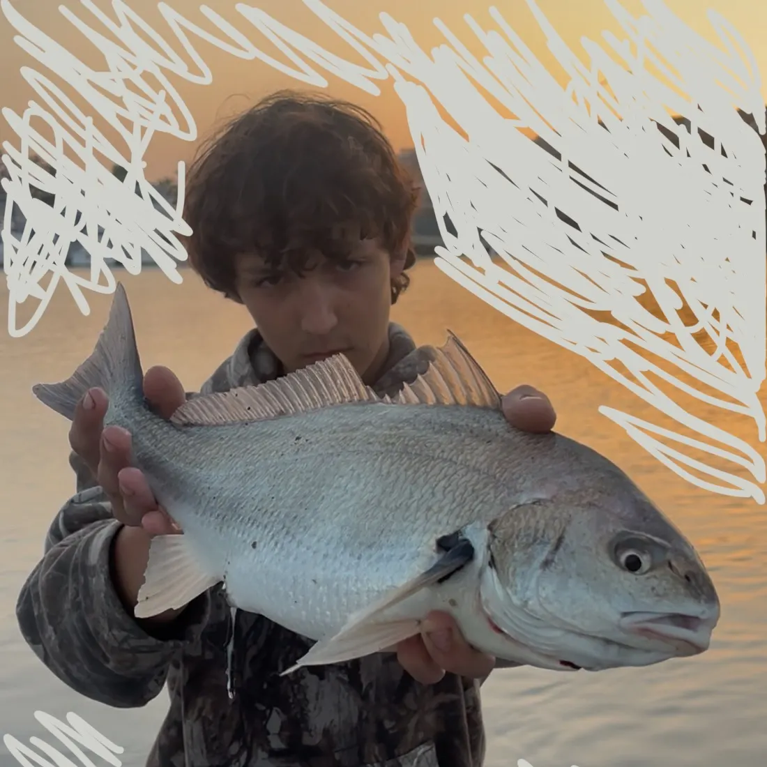 The most recent Spotfin croaker catches on Fishbrain