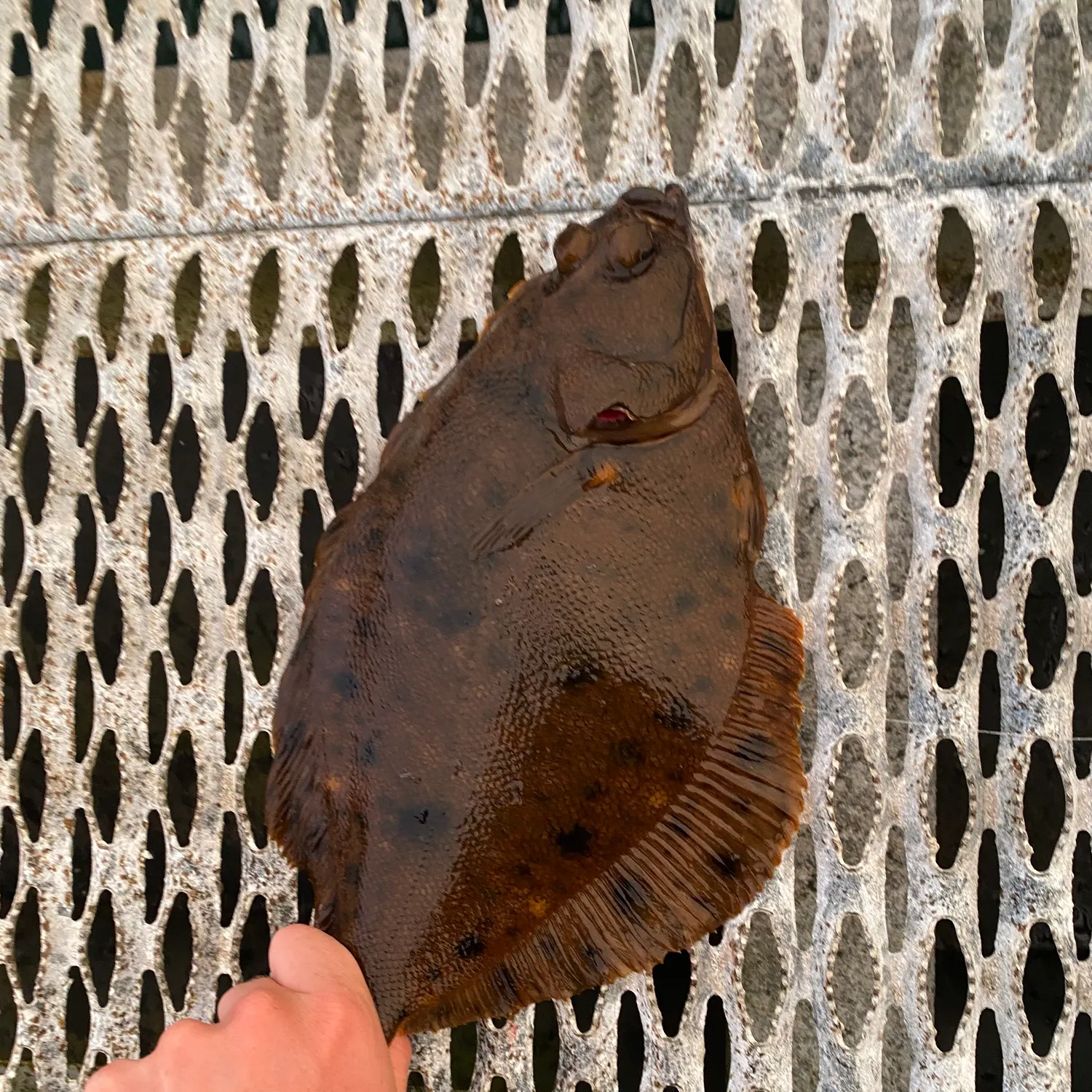 The most recent Northern rock sole catches on Fishbrain