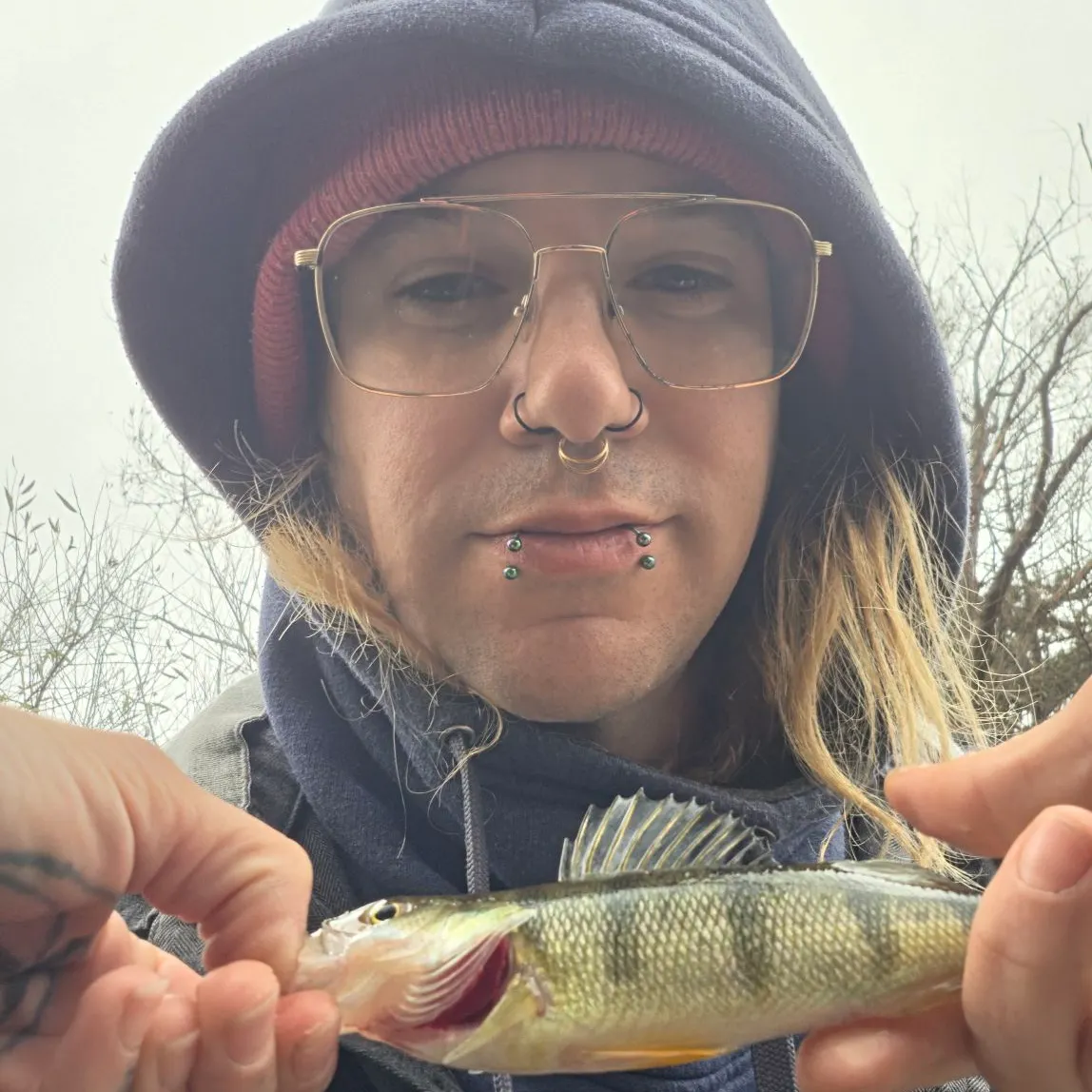 Yellow perch caught on Fishbrain