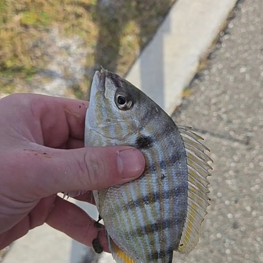 Pinfish caught on Fishbrain
