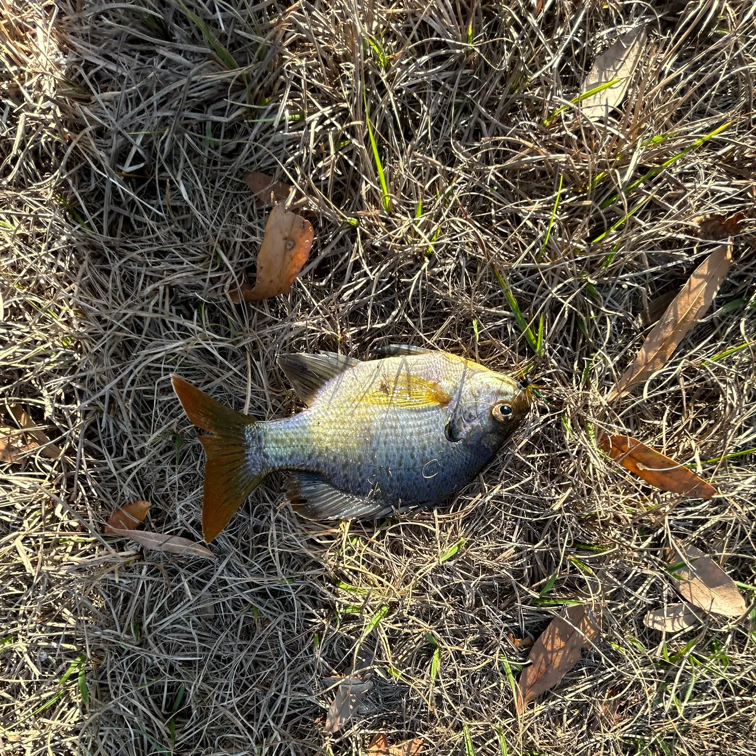 The most recent Crevalle jack catches on Fishbrain