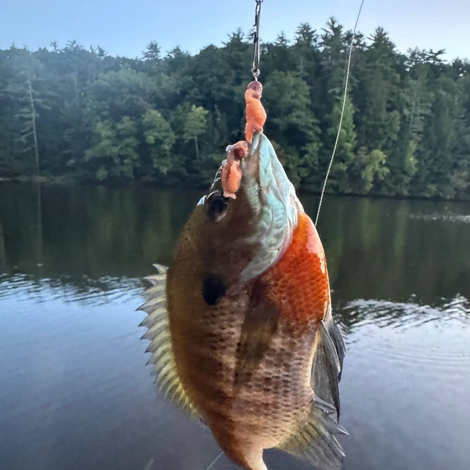 Bluegill caught on Fishbrain