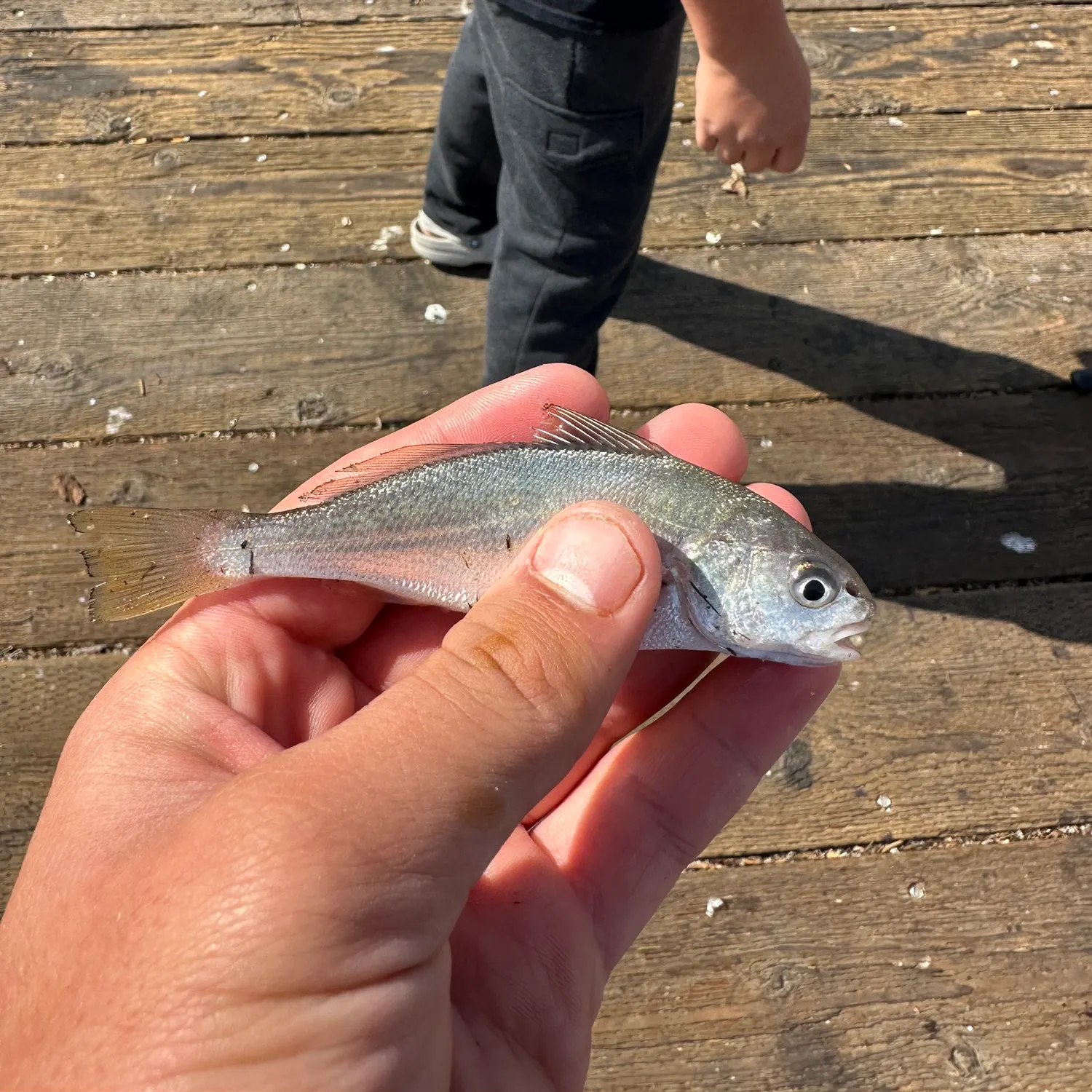 White croaker caught on Fishbrain