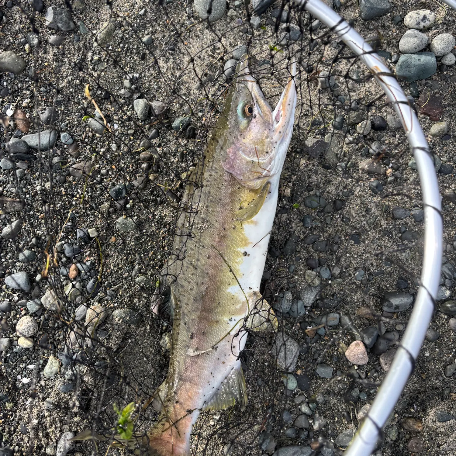 The most recent Pink salmon catches on Fishbrain