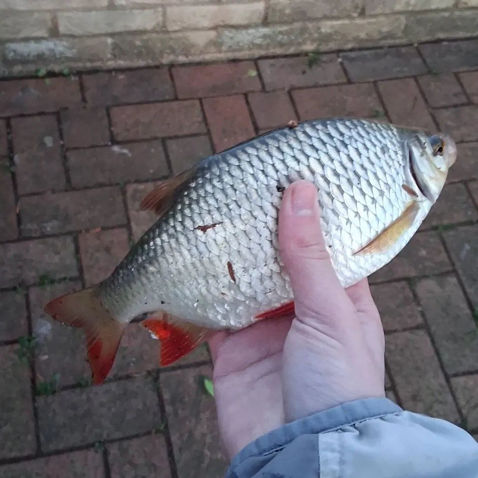 The most recent Common rudd catches on Fishbrain