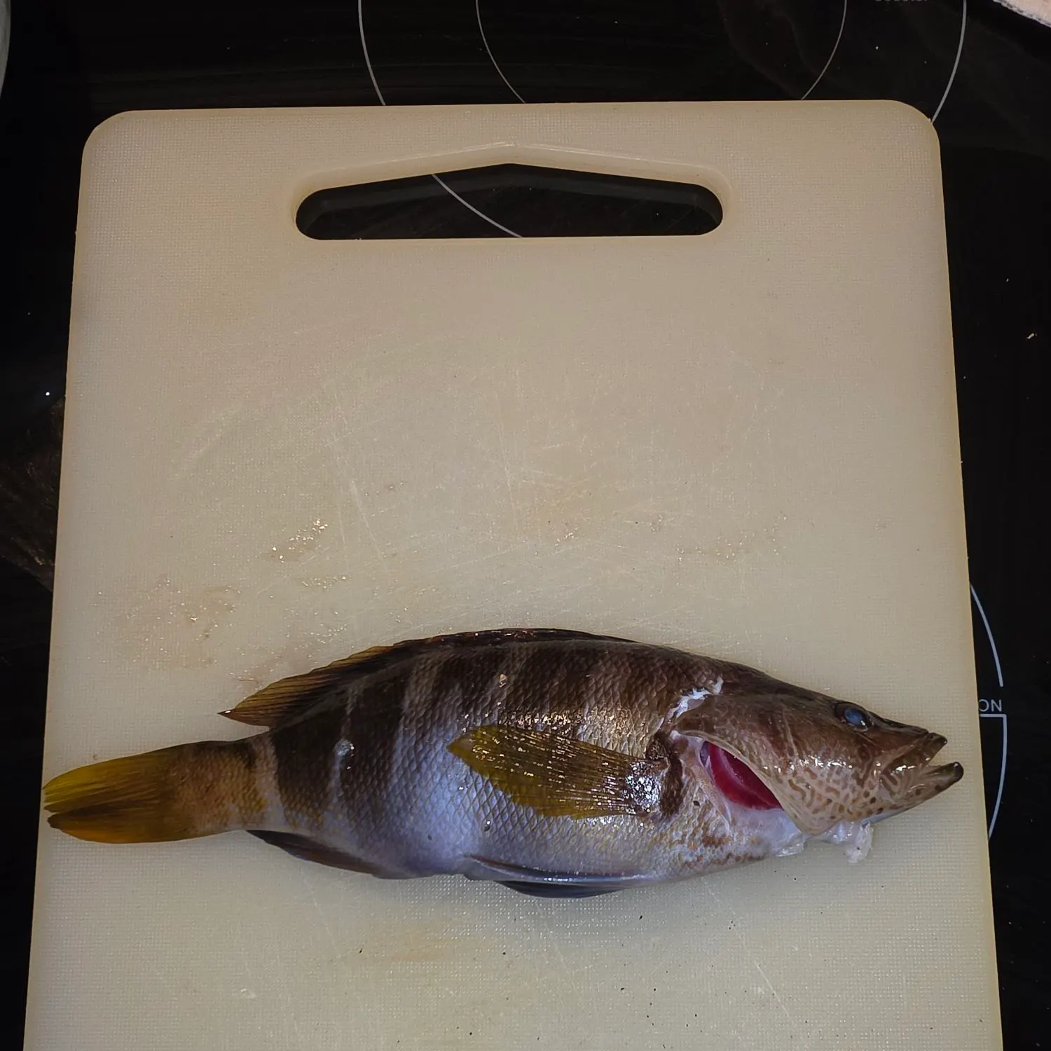 The most recent Painted comber catches on Fishbrain